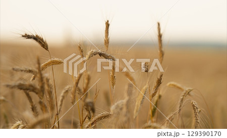 A Beautiful Golden Wheat Field at Dusk, Capturing the Essence of Rural Life and Natures Splendor 129390170