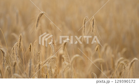 A Stunning and Expansive Golden Field of Grains Beautifully Captured in the Softest of Light A Stunning and Expansive Golden Field of Grains Beautifully Captured in the Softest of Light 129390172