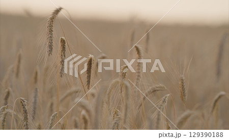 A Serene Wheat Field Captured Beautifully at Dusk, Radiating Calm and Peacefulness 129390188