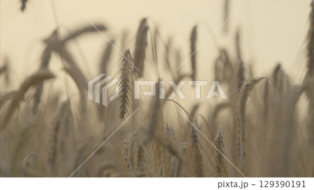 A Golden Wheat Field Bathed in Soft and Gentle Light of the Outdoors at Daybreak A Golden Wheat Field Bathed in Soft and Gentle Light of the Outdoors at Daybreak 129390191