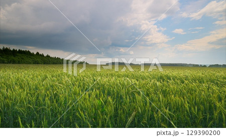 Lush Green Fields Spread Out Under a Dramatic Sky Filled with Rich, Fluffy Clouds Above Lush Green Fields Spread Out Under a Dramatic Sky Filled with Rich, Fluffy Clouds Above 129390200