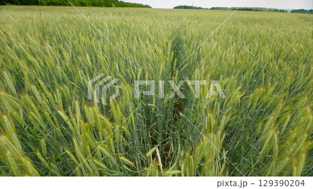 A Beautiful, Lush Green Wheat Field Stunningly Captivatingly Displayed Under Bright Daylight 129390204