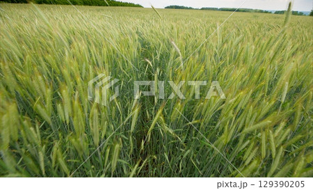 Experience the beauty of a Green Wheat Field with Waves of Grain swaying in the breeze Experience the beauty of a Green Wheat Field with Waves of Grain swaying in the breeze 129390205