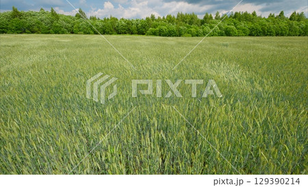 A Beautiful Lush Green Field Set Against a Dramatic Cloudy Sky, Evoking Tranquility 129390214