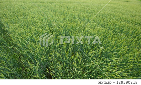 A beautiful and lush green field of grass is perfectly presented under the bright and warm sunlight A beautiful and lush green field of grass is perfectly presented under the bright and warm sunlight 129390218