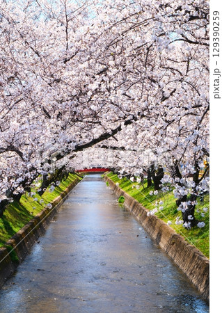 五条川の桜並木 129390259
