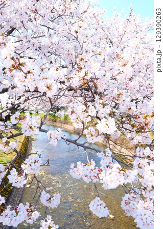 五条川の桜並木 129390263