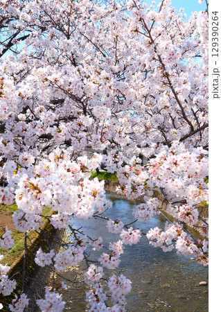 五条川の桜並木 129390264