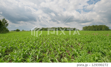 A Lush Green Field Spanning Under a Dramatically Cloudy Sky Filled with Natures Beauty A Lush Green Field Spanning Under a Dramatically Cloudy Sky Filled with Natures Beauty 129390272