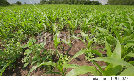 A Vibrantly Lush Green Cornfield Flourishing with Thriving Vegetation and Exquisite Nature A Vibrantly Lush Green Cornfield Flourishing with Thriving Vegetation and Exquisite Nature 129390273