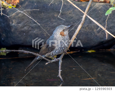 水辺のヒヨドリ 水辺のヒヨドリ 129390303