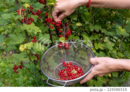 The woman collects red currant. Ripe berries of red currant on the branch. Healthy eating concept 129390319