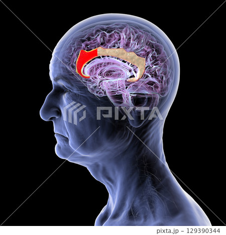 Anterior cingulate cortex in human brain, 3D...のイラスト素材 [129390344] - PIXTA