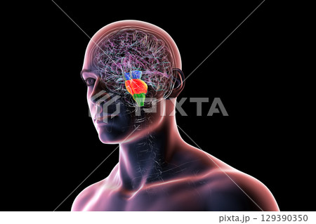 Brainstem highlighted in human brain, 3D illustration Brainstem highlighted in human brain, 3D illustration 129390350