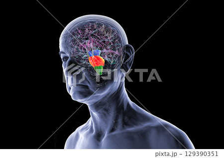 Brainstem highlighted in human brain, 3D illustration Brainstem highlighted in human brain, 3D illustration 129390351