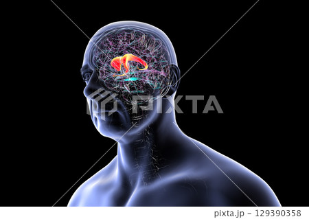 Caudate nucleus in human brain, 3D illustration 129390358