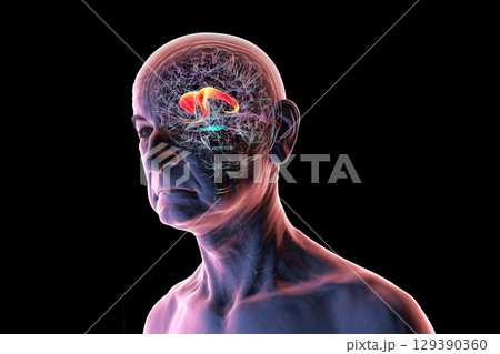 Caudate nucleus in human brain, 3D illustration 129390360