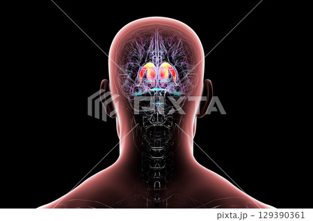 Caudate nucleus in human brain, 3D illustration 129390361