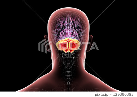 Human brain with highlighted cerebellum, 3D illustration 129390383