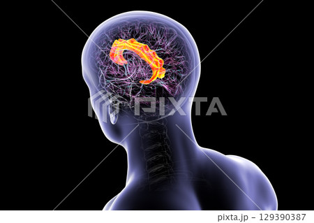 Human brain highlighting the cingulate gyrus, 3D illustration 129390387