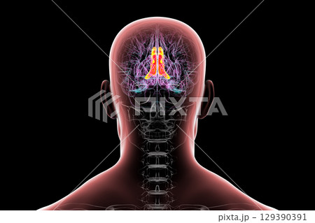 Human brain highlighting the cingulate gyrus, 3D illustration Human brain highlighting the cingulate gyrus, 3D illustration 129390391