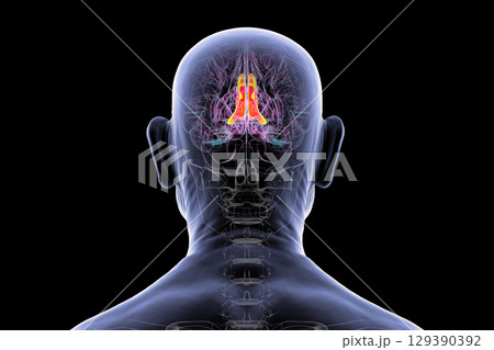 Human brain highlighting the cingulate gyrus, 3D illustration 129390392