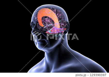 Falx cerebri and tentorium cerebelli, 3D illustration. 129390397
