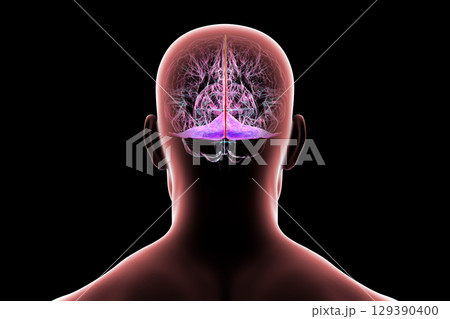Falx cerebri and tentorium cerebelli, 3D illustration. Falx cerebri and tentorium cerebelli, 3D illustration. 129390400