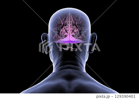 Falx cerebri and tentorium cerebelli, 3D illustration. 129390401