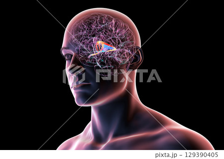 Brain fornix, 3D illustration Brain fornix, 3D illustration 129390405