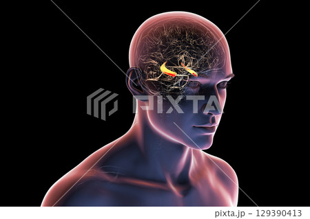 Hippocampus in human brain, 3D illustration Hippocampus in human brain, 3D illustration 129390413