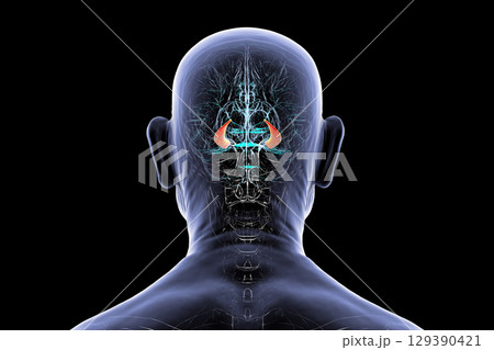 Hippocampus in human brain, 3D illustration Hippocampus in human brain, 3D illustration 129390421