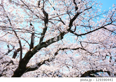五条川の桜並木 129390441