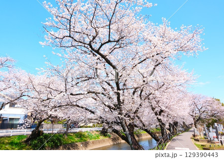 五条川の桜並木 五条川の桜並木 129390443