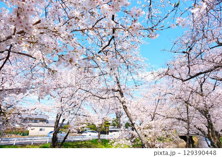 五条川の桜並木 五条川の桜並木 129390448