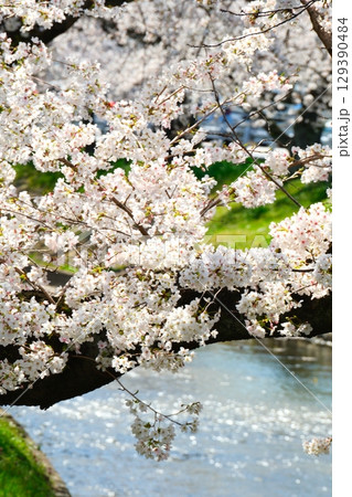 五条川の桜並木 五条川の桜並木 129390484