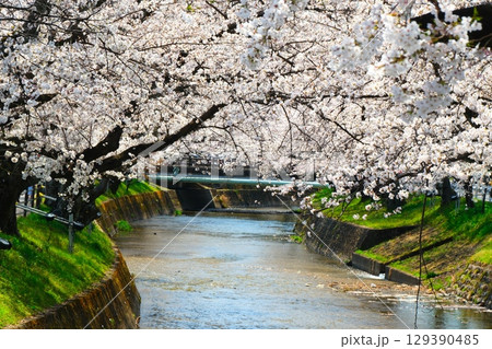 五条川の桜並木 129390485