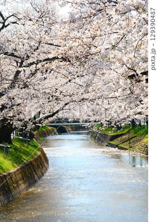 五条川の桜並木 129390487