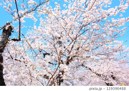 五条川の桜並木 129390488