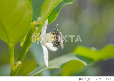 キンカンの花にとまるアオスジハナバチ 129390592