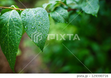雨の日の庭の水滴のついた若葉 雨の日の庭の水滴のついた若葉 129390716