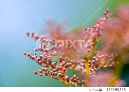 初夏の日差しと下野草(しもつけそう)の蕾 129390898