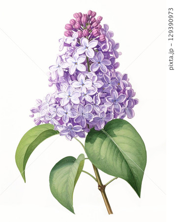 紫のライラックの花の水彩イラスト 129390973