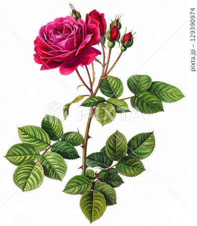 赤いバラのレトロな水彩イラスト 129390974