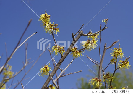 マンサクの黄色い花が咲いています。学名はHamamelis japonicaです。 マンサクの黄色い花が咲いています。学名はHamamelis japonicaです。 129390978