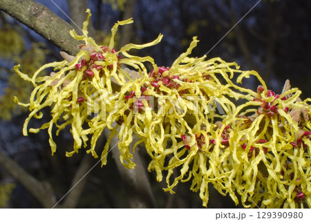 マンサクの黄色い花が咲いています。学名はHamamelis japonicaです。 マンサクの黄色い花が咲いています。学名はHamamelis japonicaです。 129390980