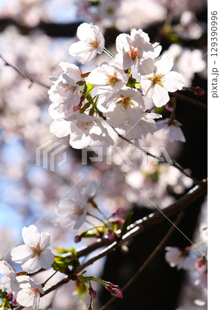 五条川の桜並木 129390996