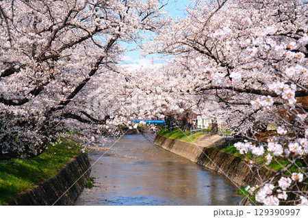 五条川の桜並木 129390997