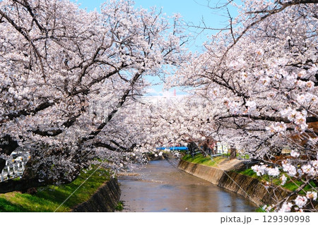 五条川の桜並木 129390998