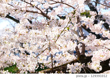 五条川の桜並木 129391012